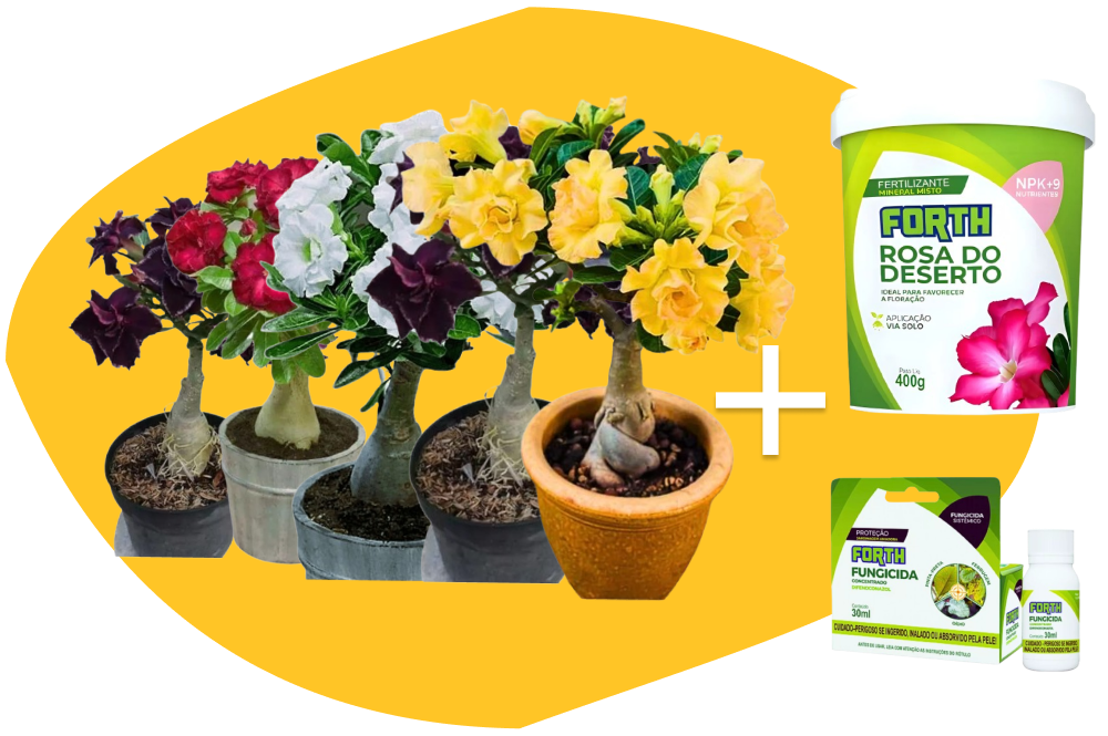 Kit 5 Rosas do Deserto + Fertilizante + Fungicida + Manual
